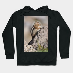 Cascade golden-mantled ground squirrel Hoodie